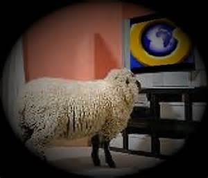 Pic1 - Sheep