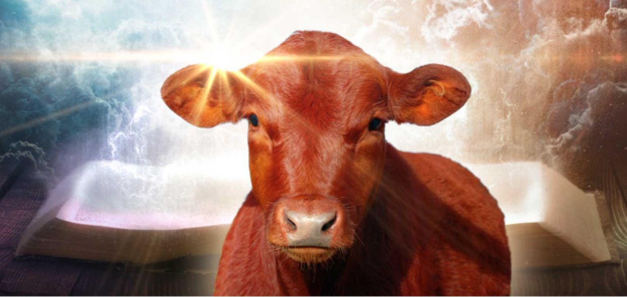 Red Heifers Restored what does this mean? Truth Watchers